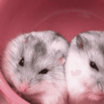 Top backgrounds of hamsters Download