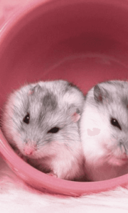 Top backgrounds of hamsters Download