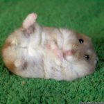 Top backgrounds of hamsters HD Download