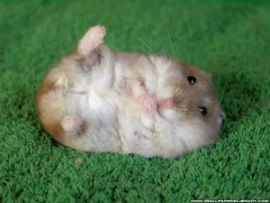 Top backgrounds of hamsters HD Download