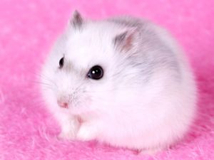 Download backgrounds of hamsters HD