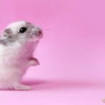 Download backgrounds of hamsters HD