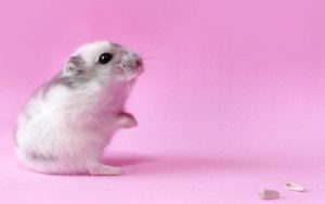 Download backgrounds of hamsters HD