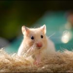 Download backgrounds of hamsters HD