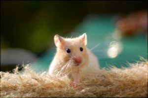 Download backgrounds of hamsters HD