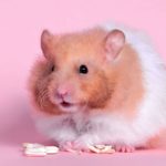 Top backgrounds of hamsters 4k Download