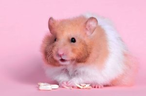 Top backgrounds of hamsters 4k Download