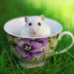 Top backgrounds of hamsters 4k Download