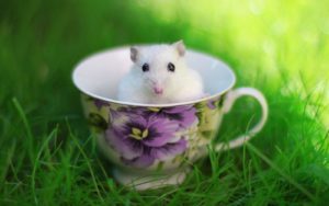 Top backgrounds of hamsters 4k Download