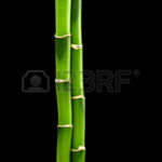 Top bamboo black background 4k Download