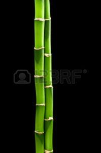 Top bamboo black background 4k Download