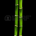 Top bamboo black background Download