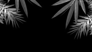 Download bamboo black background HD