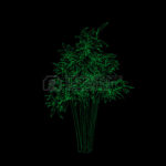 Top bamboo black background HD Download