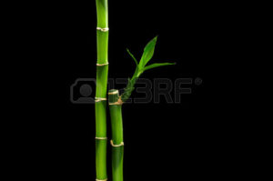 Download bamboo black background HD