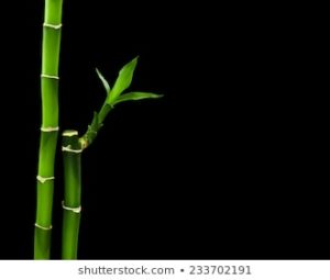 Download bamboo black background HD