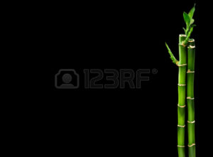 Download bamboo black background HD