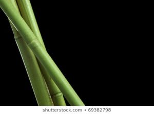 Top bamboo black background HD Download