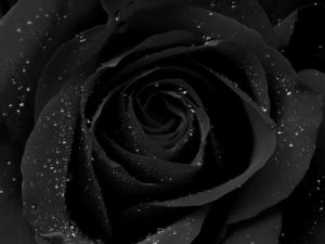 Download beautiful black wallpaper HD