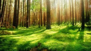 Top beautiful forest background 4k Download