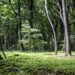 Top beautiful forest background 4k Download