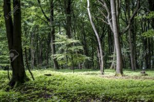 Top beautiful forest background 4k Download