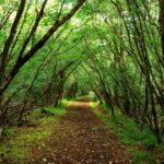 Top beautiful forest background HD Download