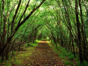 Top beautiful forest background HD Download