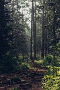 Top beautiful forest background HD Download