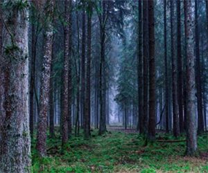 Top beautiful forest background free Download