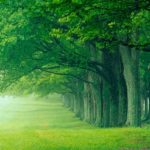 Top beautiful forest background Download