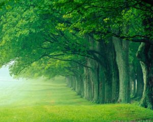 Top beautiful forest background Download