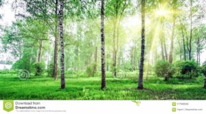 Download beautiful forest background HD