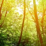 Download beautiful forest background HD