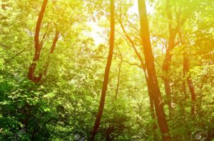 Download beautiful forest background HD