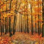 Download beautiful forest background HD