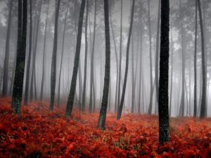 Top beautiful forest background Download