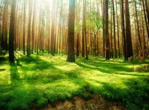 Top beautiful forest background HD Download