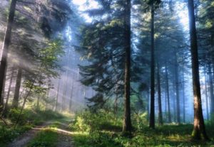 Download beautiful forest background HD