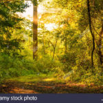 Top beautiful forest background free Download