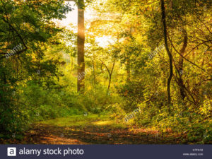 Top beautiful forest background free Download