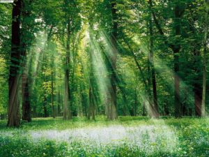 Top beautiful forest background 4k Download