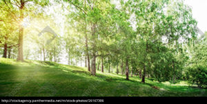 Top beautiful forest background HD Download