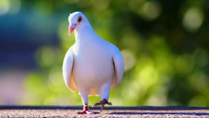 Top beautiful pigeon hd wallpaper 4k Download