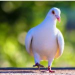 Top beautiful pigeon hd wallpaper free Download