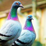 Top beautiful pigeon hd wallpaper HD Download