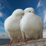 Download beautiful pigeon hd wallpaper HD