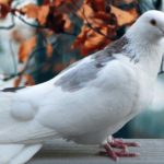 Top beautiful pigeon hd wallpaper 4k Download