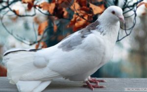 Top beautiful pigeon hd wallpaper 4k Download