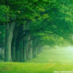 Top best green nature wallpaper hd 4k Download